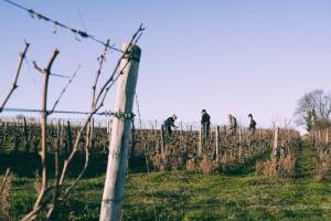 MARIA JULIA MARCHINI - MARIA MARCHINI